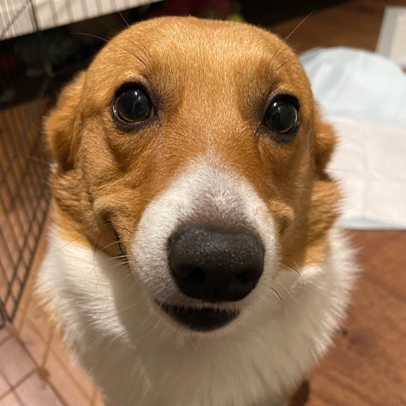 Meet your Posher, Thao - Picture 1 of 1